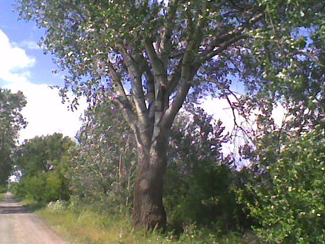 Csomai nagyfa