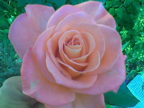 Egy szál rózsa szebben beszél