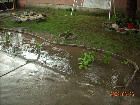 eső után 2009.06
