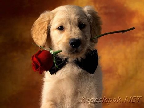 kutya rózsával