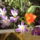 Viragok_011_272923_36304_t