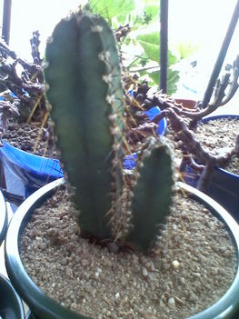 Cereus validus