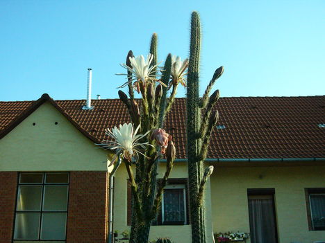 Kaktusz 4