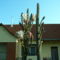 Kaktusz 4
