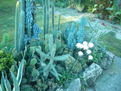 Kaktusz 7
