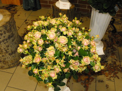 2009 rózsaünnep Szőreg 1