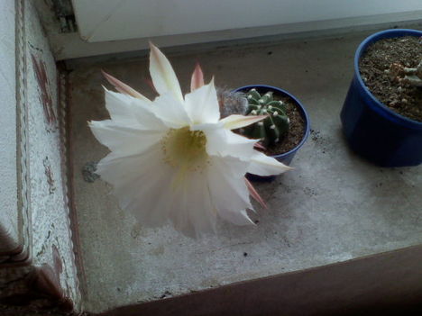 Echinopsis subdenudata