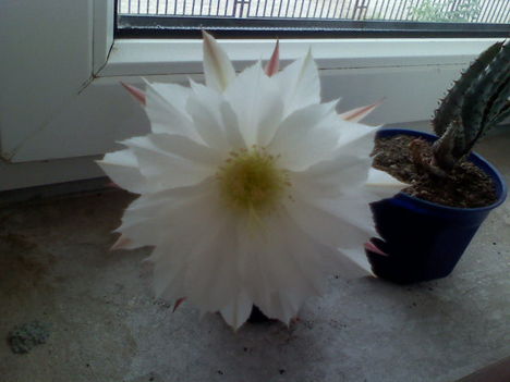 Echinopsis subdenudata