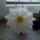 Echinopsis_subdenudata-002_274470_40544_t