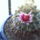 Mammillaria_mainae_274536_78523_t