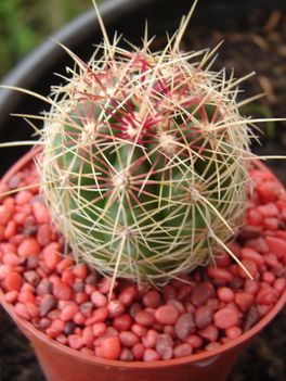 Thelocactus bicolor