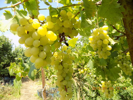 Csemege szőlő