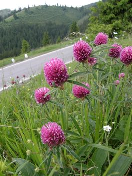 biborhere_gyimesbukk_fele_20090613_24