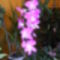 Dendrobium Orchidea / 2. virágzása/