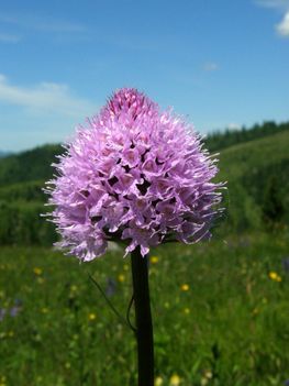 gömböskosbor_gyimesbukk_bilibokteto_20090614_270-76