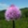 Gomboskosbor_gyimesbukk_bilibokteto_20090614_27076_276223_93566_t
