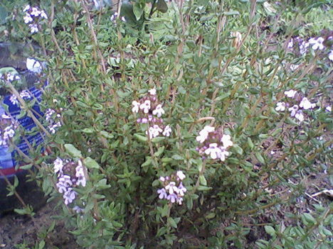 Kakukkfű - Thymus vulgaris