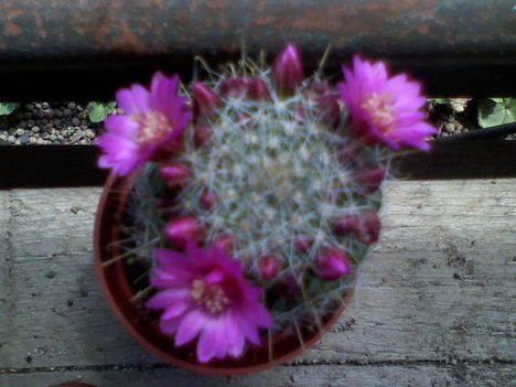 Mammillaria erythrosperma