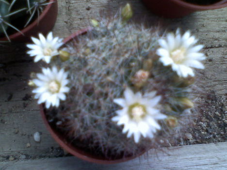 Mammillaria pygmaea