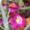 Miltonia  Orchidea / második virágzása/