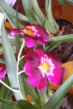 Miltonia orchidea / 2. virágzás/
