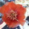 Opuntia aciculata virágja