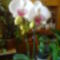 Orchidea /3. virágzása/