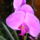 Orchidea__2_viragzasa_276856_72308_t