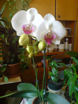Orchidea / 3.  virágzása/