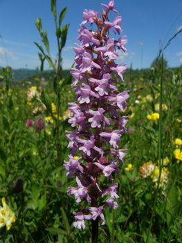 szunyoglabu_bibircsvirag_gyimesbukk_bilibokteto_20090614_270-46