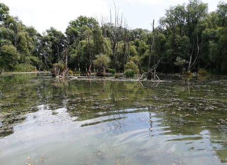 Az Öregszigeti belső tó, Kisbodak 2018. augusztus 14.-én 1