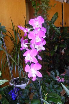 Dondrodenum Orchidea " jára nyillik