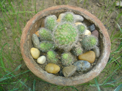 kaktusz család