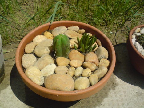 Kaktusz tál