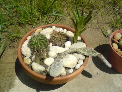 Kaktusz tál!