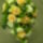 Menyaszzonyi_csokor-013_277972_35174_t
