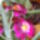 Miltonia_orchidea__2_jara_nyillik_277202_63302_t