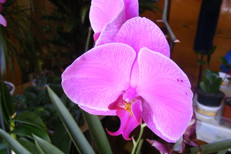 Orchidea  / 2. jára nyillik/