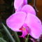 Orchidea  / 2. jára nyillik/