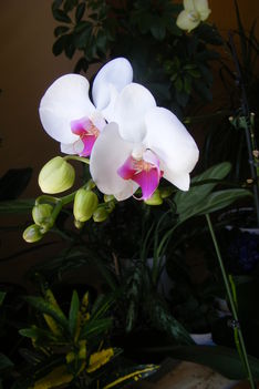 Orchidea / fekete hátérrel/ 3. jára nyillik
