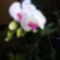 Orchidea / fekete hátérrel/ 3. jára nyillik