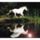 Phoca_thumb_l_lo3_277934_80819_t