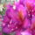 Rhododendron-004_277321_98799_t