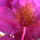 Rhododendron-005_277322_15674_t