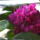 Rhododendron-006_277323_99849_t