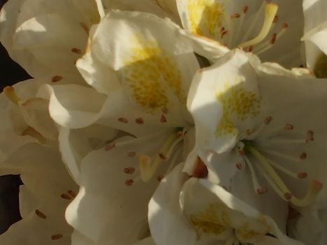 Rhododendron