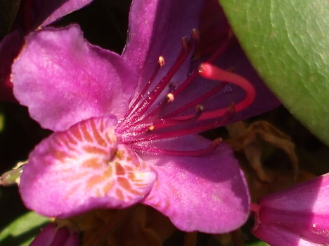 Rhododendron