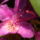 Rhododendron-009_277329_14528_t