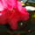 Rhododendron-010_277332_30441_t