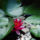 Virag-001_277568_13816_t
